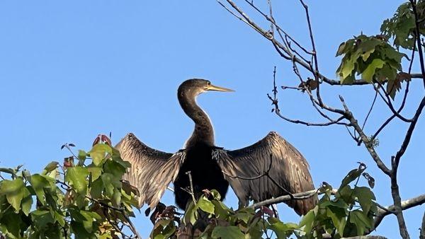John Chesnut Sr. Park