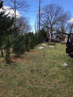 Branching Out Tree Service