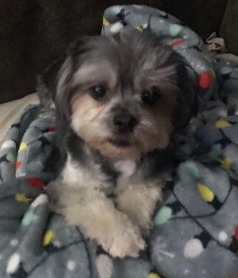 Good Shepherd Pet Services