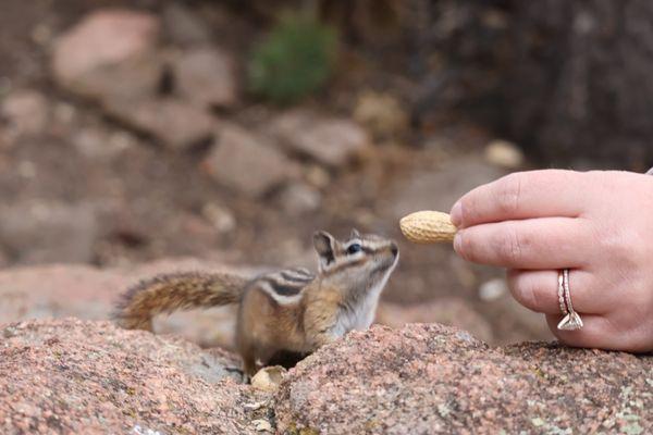 The chipmunks are bold...