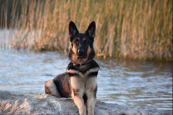 Ultimate K-9 Training