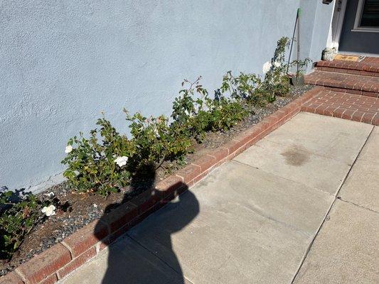 Cruz Tree Service & Landscaping