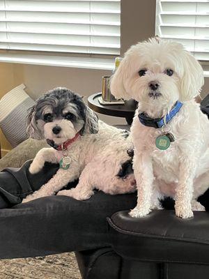 Pretty Paws Grooming Salon