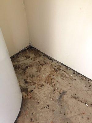 This place has rats. Yes, this is rat feces and urine.