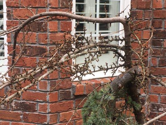 Plants Direct Nursery