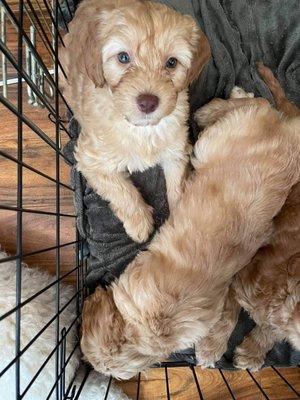 Emeryville Vet Hospital