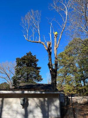 Vargas Landscaping & Tree Service