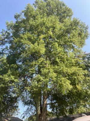 Triple S Tree Trimming & Removal