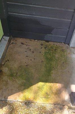 Algae growing outside of an elderly resident apartment.