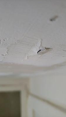 Big Dawg Construction