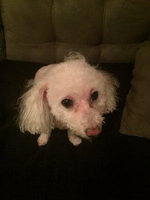 Horrible groomer!!!