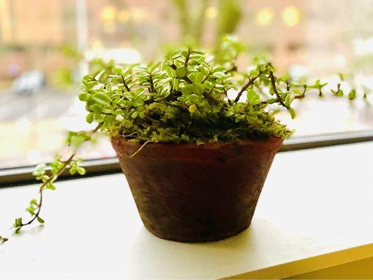 Derby Farm Flowers & Gardens - Newton Centre