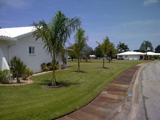 x3 30 gallon Royal Palms