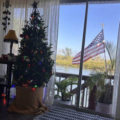 Japanese Blueberry Tree