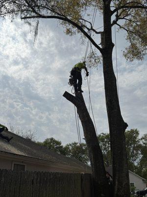 Beavers Tree Professionals