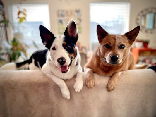 Well behaved dogs are happy dogs! Australian Cattle Dogs. Auseez Dog Training.