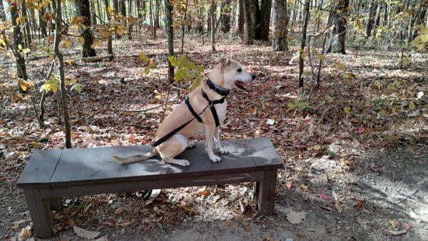 Impactful Canine Training