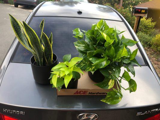 Chase Ace Hardware Garden & Gift