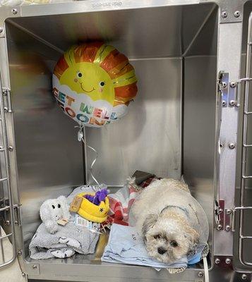 Hylan Animal Hospital