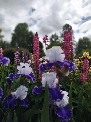 Schreiner's Iris Gardens