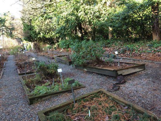 Medicinal Herb Garden