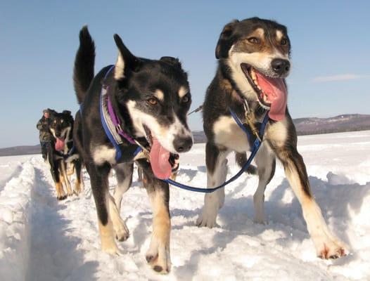 New England Dogsledding