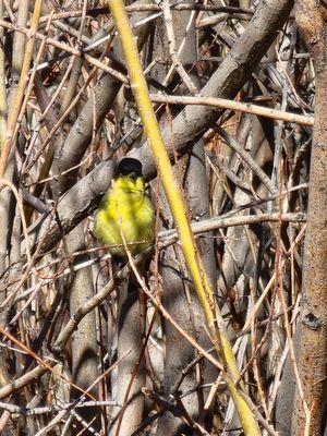 2/27/2025 One of the many bird sightings on my walk this morning.