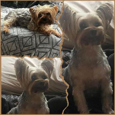 April's Pet Grooming