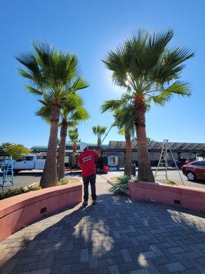 RXA Tree Service and Fencing Inc.