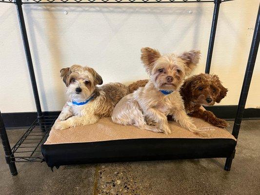 Utah Dog Park Airport