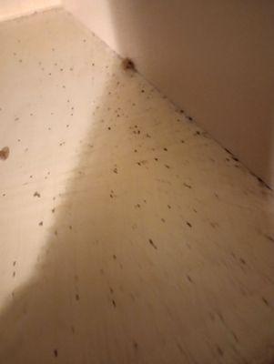 One of the cabinets with roaches and poop covering the bottom.