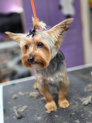 Gone Wild Pet & Supply