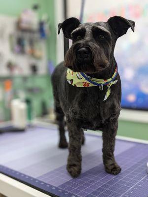 Guyton's Wizard Of Paws