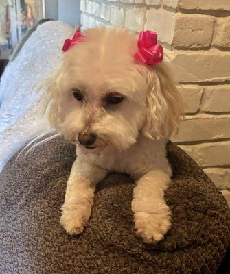 Miss Dolly Parton, my 7 year old Maltipoo