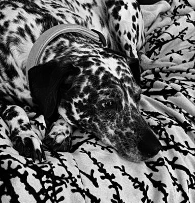 The Woodlands Luxury Pet Resort & Spa