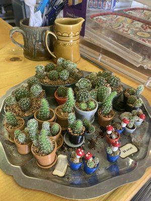 Wolf Grounds Community Cafe And Coffee Shop