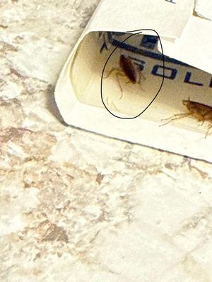 Southmoor Apartments