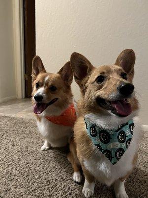 All Fur Love Grooming