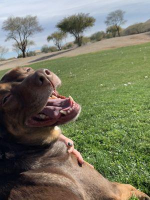 Puppy Land Dog Grooming