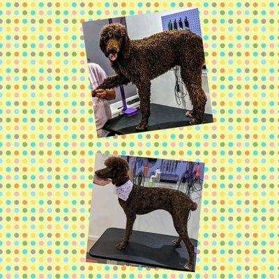 Country Critters Pet Grooming