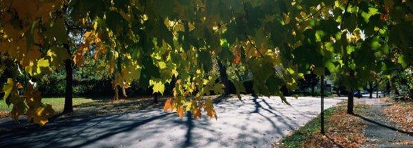 Tree and Turf Home Care