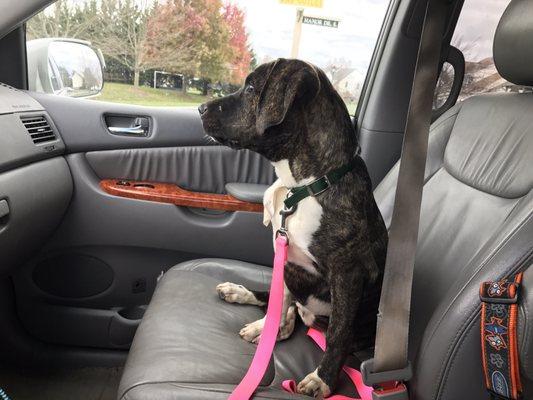 Bring Home the Brindle Dog Rescue
