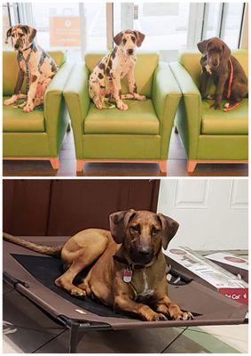 Paws N' Claws Resort