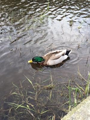 Luke McRedmond Landing