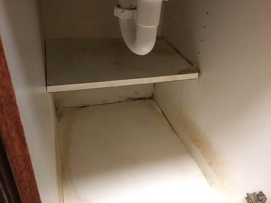 Mold...really.. In the kitchen area?
