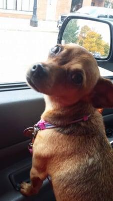 Ruff Cuts Pet Grooming