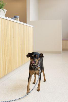 Ready for playtime! Our goal is to make every visit a positive and comfortable experience