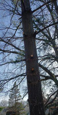 Shaver Bros Landscaping