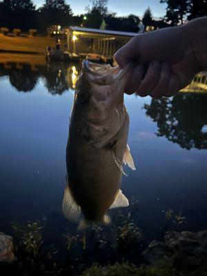 Blue Turtle Bay Marina