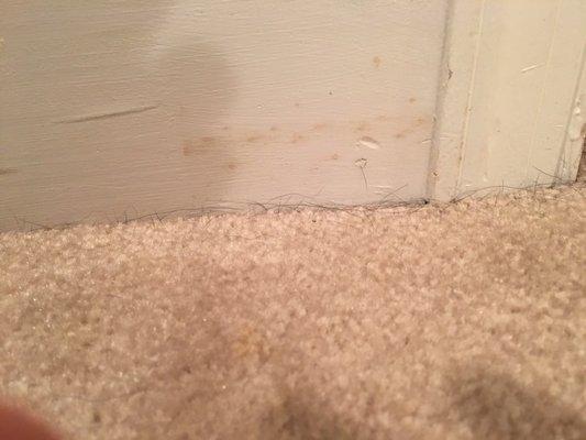 Certified Carpet Care